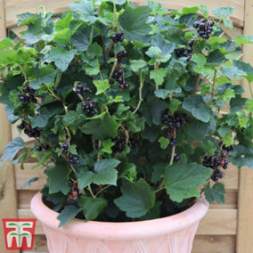 Blackcurrant (Ribes) Summer Pearls Patio 9cm Pot x 3