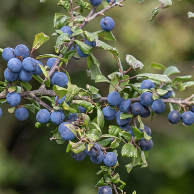 Blackthorn / Sloe (Prunus Spinosa) Tree Seeds - 10 Seeds, Free Shipping, Hardy Zones 4-7 9 thumbnail image