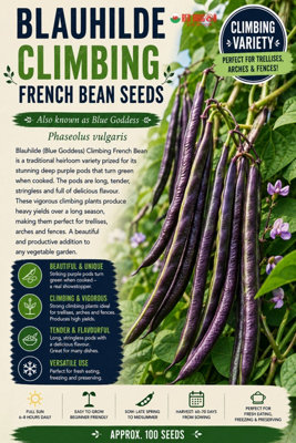 Blauhilde Climbing French Bean Seeds for Vegetable Garden Growing