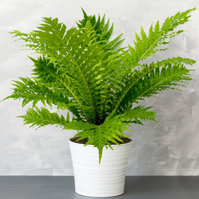 Blechnum Silver Lady - Elegant Foliage, Indoor Houseplant (12cm, 25-35cm)