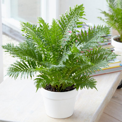 Blechnum Silver Lady - Elegant Foliage, Indoor Houseplant (12cm, 25-35cm)