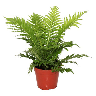 Blechnum Silver Lady - Elegant Foliage, Indoor Houseplant (12cm, 25-35cm)