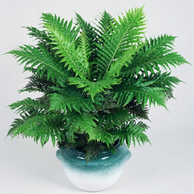 Blechnum Silver Lady - Elegant Foliage, Indoor Houseplant (12cm, 25-35cm)