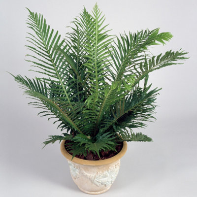 Blechnum Silver Lady - Elegant Foliage, Indoor Houseplant (12cm, 25-35cm)