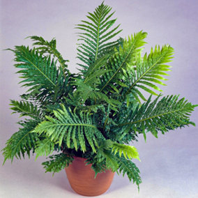 Blechnum Silver Lady - Elegant Foliage, Indoor Houseplant (12cm, 25-35cm)