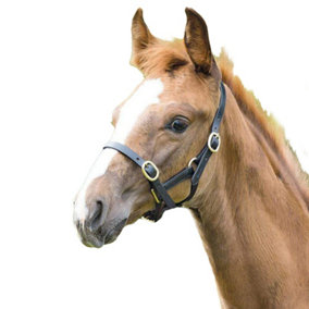 Blenheim Leather Adjustable Horse Headcollar Black (Yearling)