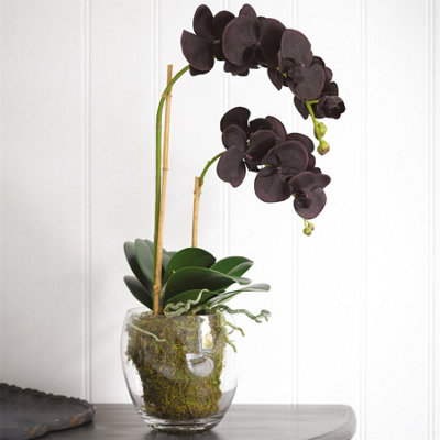 Bloom Artificial Black Double Phalaenopsis Orchid Flower in Vase Faux Fake Realistic Floral