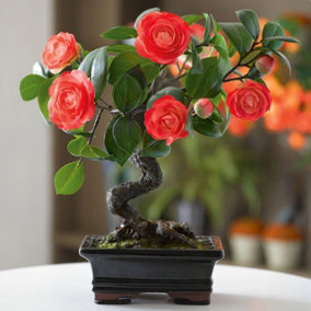 Bloom Artificial Camellia Flowering Bonsai Tree in Planter - Faux Fake Flower Houseplant, Indoor Home Decoration - H33 x W20cm