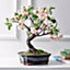 Bloom Artificial Cherry Blossom Bonsai Tree in Planter - Faux Fake Flower Houseplant, Indoor Home Decoration - H36 x W38cm
