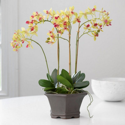 Bloom Artificial Dawn Chorus Orchid Arrangement in Pot - Faux Fake Yellow & Pink Flower Potted Houseplant - H45 x W32cm