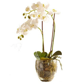 Bloom Artificial Double Phalaenopsis White Orchid Flower in Vase - Faux Fake Realistic Floral Home Decoration - H60cm x W30cm