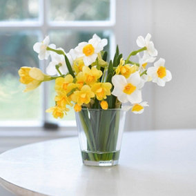 Bloom Artificial Narcissus Arrangement in Glass Vase - Colourful Faux Fake Daffodil Flower Display Home Decoration - H20 x W20cm