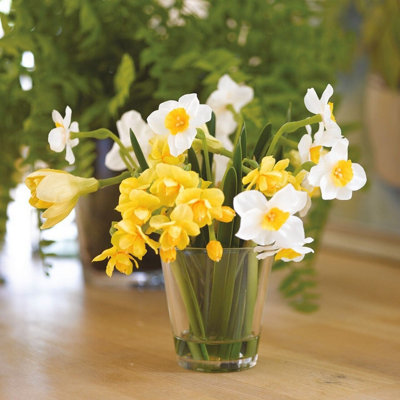 Bloom Artificial Narcissus Arrangement in Glass Vase - Colourful Faux Fake Daffodil Flower Display Home Decoration - H20 x W20cm