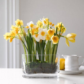 Bloom Artificial Narcissus Collection in Glass Vase - Faux Fake Realistic Yellow Daffodil Flower Arrangement - H26 x W26cm