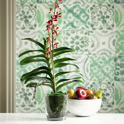 Bloom Artificial Potted James Vanda Orchid in Vase H76cm x W33cm