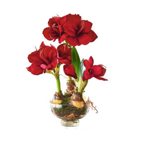 Bloom Artificial Red Triple Amaryllis Plant in Vase - H50cm