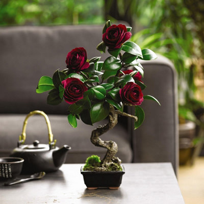 Bloom Artificial Ruby Camellia Bonsai Tree in Planter - H37cm x W20cm