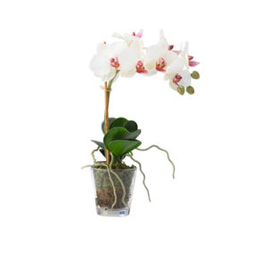 Bloom Artificial Single Braveheart Orchid in Vase - H27cm