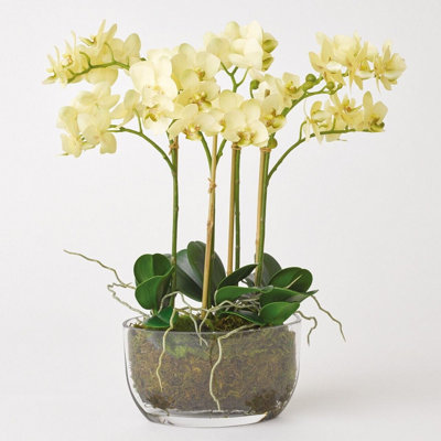 Bloom Artificial Yellow Venus Orchid with Moss-Lined Clear Glass Vase - Colourful Faux Fake Realistic Flower Plant - H40 x W32cm