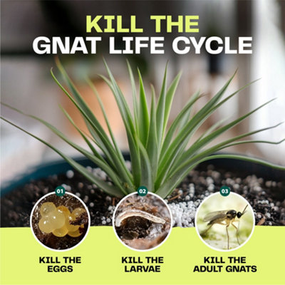 Bloom & Bud Fungus Gnat Killer for Indoor Plants (1 Litre)