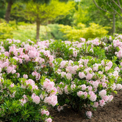 Bloombux Outdoor Shrub Plant Rhododendron Flowering Garden Plants 2L Pot