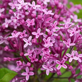 Bloomerang Dark Purple Repeat Flowering Lilac Shrub Plant Syringa 2L Pot