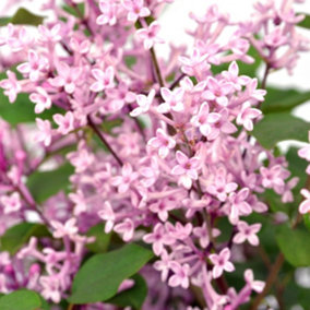 Bloomerang Pink Perfume Repeat Flowering Lilac Shrub Plant Syringa 2L Pot
