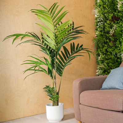 monstera obliqua price Monstera Obliqua 'Bolivia'  Zero's Plants