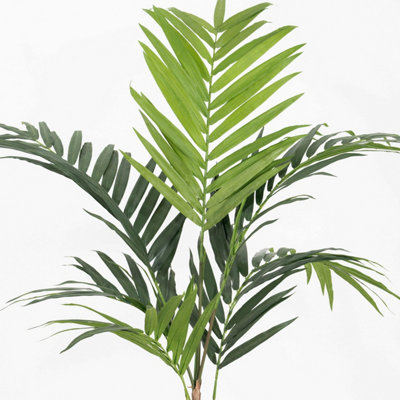 monstera nega Monstera borsigiana aurea variegated
