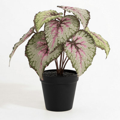 Blooming Artificial - 28cm / 1ft Green / Pink Artificial Begonia Rex Small Plant