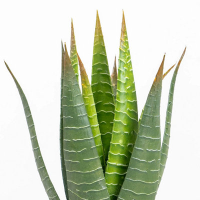 Blooming Artificial - 30cm Fake Aloe Vera Desk Faux Green House Plant -  Indoor