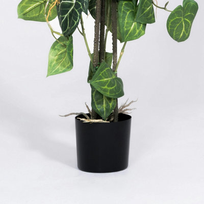 bogenhanf kosten Sansevieria Moonshine (Bogenhanf) (M) kaufen? | Remus