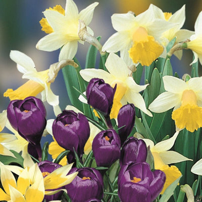 Blooming Fast 2 x Drop In Bulb Planter Balcony Beauty Pack - 4
