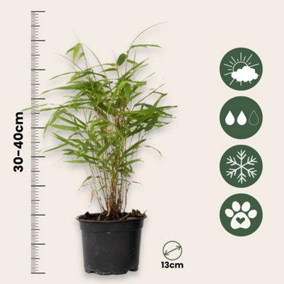 Blue Dragon Bamboo - 3 pcs. - Fargesia papyrifera Grex - H30-40cm - Pot 13cm