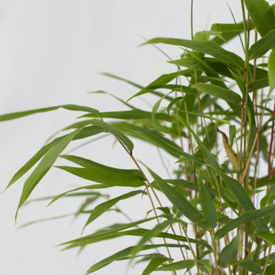 Blue Dragon Bamboo - 3 pcs. - Fargesia papyrifera Grex - H30-40cm - Pot 13cm