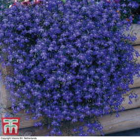 Blue Lobelia Monsoon 6 Plug Plants