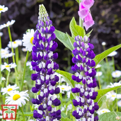 Blue Lupin The Governor 10 Bare Root Plants | DIY at B&Q