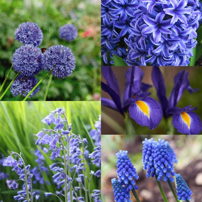 Blue Mixed Spring Bulb Collection - 50 Spring Summer Flowering Perennial Bulbs - UK Hardy - Grow in Beds, Borders & Patio Pots