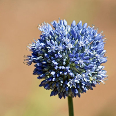 Blue Mixed Spring Bulb Collection - 50 Spring Summer Flowering ...
