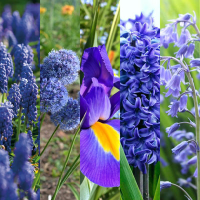 Blue Mixed Spring Bulb Collection 50 Spring Summer Flowering Perennial Bulbs UK Hardy Grow in Beds
