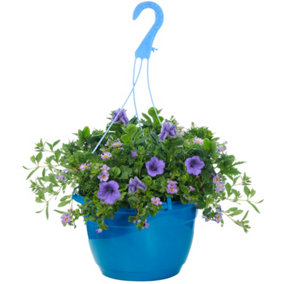 Blue Shades Hanging Basket: Stunning Blue Blooms, Perfect for Hanging Gardens (25cm)