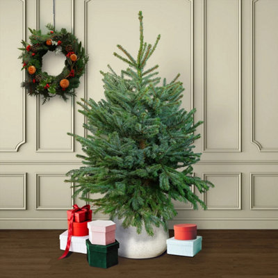 Blue Spruce Pot Grown Christmas Tree - Living Premium Evergreen Potted ...