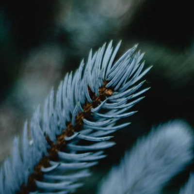 Blue Spruce Pot Grown Christmas Tree - Living Premium Evergreen Potted ...