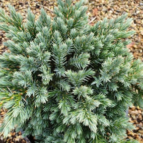 Blue Star Flaky Juniper Conifer Tree Juniperus Squamata Evergreen Plant 9cm Pot