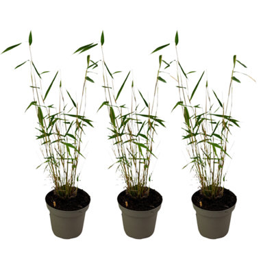Blue Stem Bamboo - 3 pcs. - Fargesia papyrifera Blue Dragon - H30-40cm -  Pot 13cm
