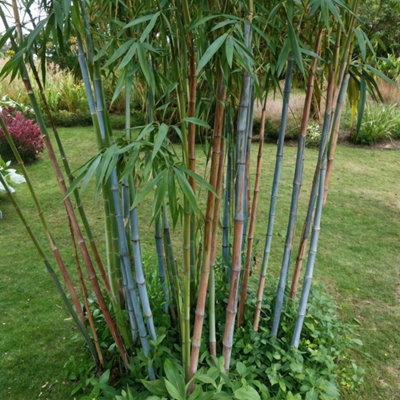 Blue Stem Bamboo - 6 pcs. - Fargesia papyrifera Blue Dragon - H30-40cm -  Pot 13cm