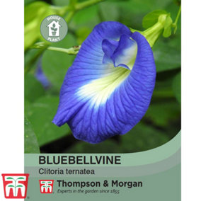 Bluebellvine 1 Seed Packet (8 Seeds)