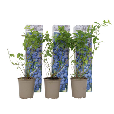 blueberry Co-op Blueberries 300g - Co-op