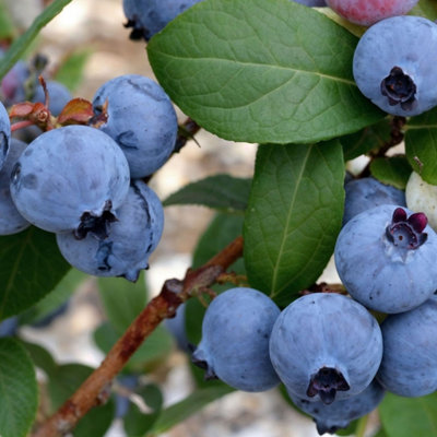 blueberry XZ conditioner 200ml blueberry – Suomikauppa.fi