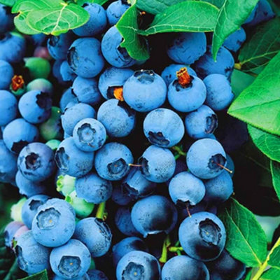 Blueberry Bluecrop - Vaccinium corymbosum, Fruit-Bearing Shrub (30-50cm Height Including Pot)